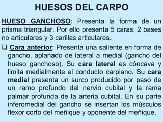 HUESOS DEL CARPO
HUESO GANCHOSO: Presenta la forma de un
prisma triangular. Por ello presenta 5 caras: 2 bases
no articulares y 3 carillas articulares.
 Cara anterior: Presenta una saliente en forma de
gancho, aplanado de lateral a medial (gancho del
hueso ganchoso). Su cara lateral es cóncava y
limita medialmente el conducto carpiano. Su cara
medial presenta un surco producido por paso de
un ramo profundo del nervio cubital y la rama
palmar profunda de la arteria cubital. En su parte
inferomedial del gancho se insertan los músculos
flexor corto del meñique y oponente del meñique.
 
