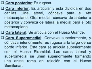  Cara posterior: Es rugosa.
 Cara inferior: Es articular y está dividida en dos
carillas. Una lateral, cóncava para el 4to
metacarpiano. Otra medial, cóncava de anterior a
posterior y convexa de lateral a medial para el 5to
metacarpiano.
 Cara lateral: Se articula con el Hueso Grande.
 Cara Superomedial: Convexa superiormente, y
cóncava inferiormente, es rugosa a lo largo de su
borde inferior. Esta cara se articula superiormente
con el Hueso Piramidal. Las caras lateral y
superomedial se unen superiormente formando
una arista roma en relación con el Hueso
Semilunar.
 