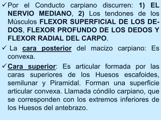 Por el Conducto carpiano discurren: 1) EL
NERVIO MEDIANO, 2) Los tendones de los
Músculos FLEXOR SUPERFICIAL DE LOS DE-
DOS, FLEXOR PROFUNDO DE LOS DEDOS Y
FLEXOR RADIAL DEL CARPO.
 La cara posterior del macizo carpiano: Es
convexa.
Cara superior: Es articular formada por las
caras superiores de los Huesos escafoides,
semilunar y Piramidal. Forman una superficie
articular convexa. Llamada cóndilo carpiano, que
se corresponden con los extremos inferiores de
los Huesos del antebrazo.
 