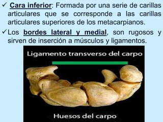  Cara inferior: Formada por una serie de carillas
articulares que se corresponde a las carillas
articulares superiores de los metacarpianos.
Los bordes lateral y medial, son rugosos y
sirven de inserción a músculos y ligamentos.
 