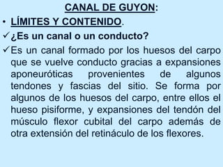 CANAL DE GUYON:
• LÍMITES Y CONTENIDO.
¿Es un canal o un conducto?
Es un canal formado por los huesos del carpo
que se vuelve conducto gracias a expansiones
aponeuróticas provenientes de algunos
tendones y fascias del sitio. Se forma por
algunos de los huesos del carpo, entre ellos el
hueso pisiforme, y expansiones del tendón del
músculo flexor cubital del carpo además de
otra extensión del retináculo de los flexores.
 