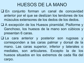 HUESOS DE LA MANO
 En conjunto forman un canal de concavidad
anterior por el que se deslizan los tendones de los
músculos extensores de los dedos de los dedos.
 A excepción de los Huesos piramidal, Pisiforme y
Ganchoso, los huesos de la mano son cúbicos y
presentan 6 caras.
 La cara anterior y posterior son rugosas y
corresponden a las caras palmar y dorsal de la
mano. Las caras superior, inferior y laterales o
mediales, son articulares. Excepto la de los
huesos situados en los extremos de cada fila del
carpo.
 