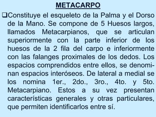 METACARPO
Constituye el esqueleto de la Palma y el Dorso
de la Mano. Se compone de 5 Huesos largos,
llamados Metacarpianos, que se articulan
superiormente con la parte inferior de los
huesos de la 2 fila del carpo e inferiormente
con las falanges proximales de los dedos. Los
espacios comprendidos entre ellos, se denomi-
nan espacios interóseos. De lateral a medial se
los nomina 1er., 2do., 3ro., 4to. y 5to.
Metacarpiano. Estos a su vez presentan
características generales y otras particulares,
que permiten identificarlos entre sí.
 
