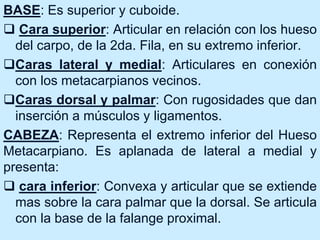 BASE: Es superior y cuboide.
 Cara superior: Articular en relación con los hueso
del carpo, de la 2da. Fila, en su extremo inferior.
Caras lateral y medial: Articulares en conexión
con los metacarpianos vecinos.
Caras dorsal y palmar: Con rugosidades que dan
inserción a músculos y ligamentos.
CABEZA: Representa el extremo inferior del Hueso
Metacarpiano. Es aplanada de lateral a medial y
presenta:
 cara inferior: Convexa y articular que se extiende
mas sobre la cara palmar que la dorsal. Se articula
con la base de la falange proximal.
 