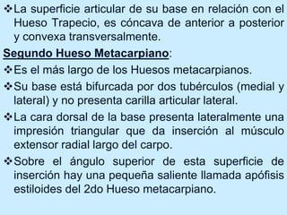 La superficie articular de su base en relación con el
Hueso Trapecio, es cóncava de anterior a posterior
y convexa transversalmente.
Segundo Hueso Metacarpiano:
Es el más largo de los Huesos metacarpianos.
Su base está bifurcada por dos tubérculos (medial y
lateral) y no presenta carilla articular lateral.
La cara dorsal de la base presenta lateralmente una
impresión triangular que da inserción al músculo
extensor radial largo del carpo.
Sobre el ángulo superior de esta superficie de
inserción hay una pequeña saliente llamada apófisis
estiloides del 2do Hueso metacarpiano.
 
