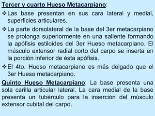 Tercer y cuarto Hueso Metacarpiano:
Las base presentan en sus cara lateral y medial,
superficies articulares.
La parte dorsolateral de la base del 3er metacarpiano
se prolonga superiormente en una saliente formando
la apófisis estiloides del 3er Hueso metacarpiano. El
músculo extensor radial corto del carpo se inserta en
la porción inferior de ésta apófisis.
El 4to. Hueso metacarpiano es más delgado que el
3er Hueso metacarpiano.
Quinto Hueso Metacarpiano: La base presenta una
sola carilla articular lateral. La cara medial de la base
presenta un tubérculo para la inserción del músculo
extensor cubital del carpo.
 