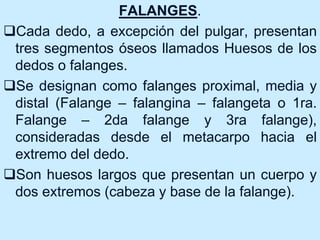 FALANGES.
Cada dedo, a excepción del pulgar, presentan
tres segmentos óseos llamados Huesos de los
dedos o falanges.
Se designan como falanges proximal, media y
distal (Falange – falangina – falangeta o 1ra.
Falange – 2da falange y 3ra falange),
consideradas desde el metacarpo hacia el
extremo del dedo.
Son huesos largos que presentan un cuerpo y
dos extremos (cabeza y base de la falange).
 