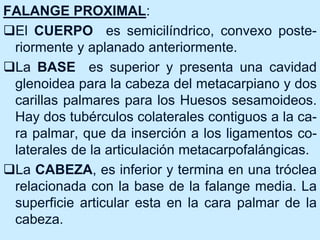FALANGE PROXIMAL:
El CUERPO es semicilíndrico, convexo poste-
riormente y aplanado anteriormente.
La BASE es superior y presenta una cavidad
glenoidea para la cabeza del metacarpiano y dos
carillas palmares para los Huesos sesamoideos.
Hay dos tubérculos colaterales contiguos a la ca-
ra palmar, que da inserción a los ligamentos co-
laterales de la articulación metacarpofalángicas.
La CABEZA, es inferior y termina en una tróclea
relacionada con la base de la falange media. La
superficie articular esta en la cara palmar de la
cabeza.
 