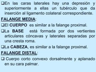 En las caras laterales hay una depresión y
superiormente a ellas un tubérculo que da
inserción al ligamento colateral correspondiente.
FALANGE MEDIA:
El CUERPO es similar a la falange proximal.
La BASE está formada por dos vertientes
articulares cóncavas y laterales separadas por
una cresta roma.
La CABEZA, es similar a la falange proximal.
FALANGE DISTAL:
 Cuerpo corto convexo dorsalmente y aplanado
en su cara palmar.
 