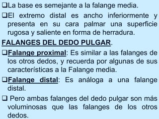 La base es semejante a la falange media.
El extremo distal es ancho inferiormente y
presenta en su cara palmar una superficie
rugosa y saliente en forma de herradura.
FALANGES DEL DEDO PULGAR.
Falange proximal: Es similar a las falanges de
los otros dedos, y recuerda por algunas de sus
características a la Falange media.
Falange distal: Es análoga a una falange
distal.
 Pero ambas falanges del dedo pulgar son más
voluminosas que las falanges de los otros
dedos.
 