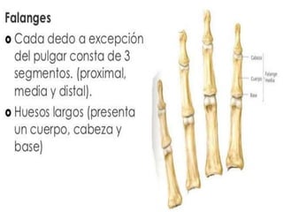 M.s. 5   huesos de la mano