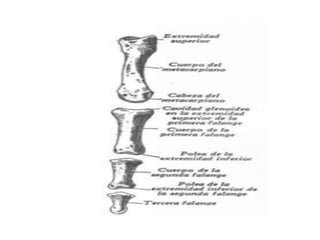 M.s. 5   huesos de la mano