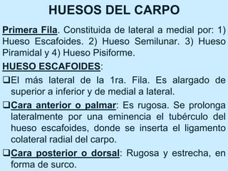HUESOS DEL CARPO
Primera Fila. Constituida de lateral a medial por: 1)
Hueso Escafoides. 2) Hueso Semilunar. 3) Hueso
Piramidal y 4) Hueso Pisiforme.
HUESO ESCAFOIDES:
El más lateral de la 1ra. Fila. Es alargado de
superior a inferior y de medial a lateral.
Cara anterior o palmar: Es rugosa. Se prolonga
lateralmente por una eminencia el tubérculo del
hueso escafoides, donde se inserta el ligamento
colateral radial del carpo.
Cara posterior o dorsal: Rugosa y estrecha, en
forma de surco.
 