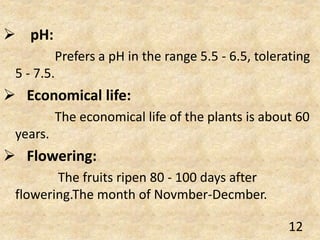  pH:
Prefers a pH in the range 5.5 - 6.5, tolerating
5 - 7.5.
 Economical life:
The economical life of the plants is about 60
years.
 Flowering:
The fruits ripen 80 - 100 days after
flowering.The month of Novmber-Decmber.
12
 