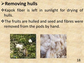 Removing hulls
Kapok fiber is left in sunlight for drying of
hulls.
The fruits are hulled and seed and fibres were
removed from the pods by hand.
18
 