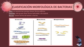 CLASIFICACIÓN MORFOLÓGICA DE BACTERIAS
Coco: se caracterizan porque tienen forma esférica.
Espirilos: este grupo tiene forma helicoidal o de espiral.
Bacilos: tienen forma de bastón o barras.
 