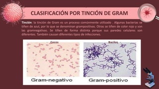 CLASIFICACIÓN POR TINCIÓN DE GRAM
Tinción: la tinción de Gram es un proceso comúnmente utilizado . Algunas bacterias se
tiñen de azul, por lo que se denominan grampositivas. Otras se tiñen de color rojo y son
las gramnegativas. Se tiñen de forma distinta porque sus paredes celulares son
diferentes. También causan diferentes tipos de infecciones.
Cocos Bacilos
 