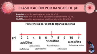 CLASIFICACIÓN POR RANGOS DE pH
Acidófilas: el pH del medio debe ser entre 1.0 y 5.0.
Neutrófilas: en este caso el pH es ligeramente superior entre 5.5 y 8.5.
Alcalófilas: aquellas que requieren un pH más alto, entre 9.0 y 10.0
 