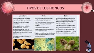 TIPOS DE LOS HONGOS
 