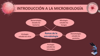 INTRODUCCIÓN A LA MICROBIOLOGÍA
Virología:
estudia los virus
Bacteriología:
Estudia las
bacterias
Micología:
estudia los
hongos
Parasitología:
estudia los
parásitos
Ficología:
estudia las
microalgas
Ramas de la
microbiología
 