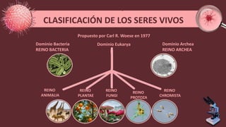 Propuesto por Carl R. Woese en 1977
CLASIFICACIÓN DE LOS SERES VIVOS
Dominio Bacteria
REINO BACTERIA
Dominio Archea
REINO ARCHEA
REINO
ANIMALIA
REINO
PLANTAE
REINO
FUNGI
REINO
PROTOZA
REINO
CHROMISTA
Dominio Eukarya
 