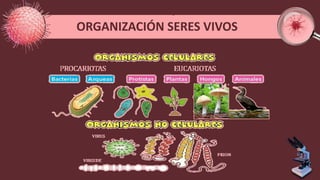ORGANIZACIÓN SERES VIVOS
 