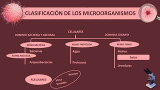 Fungi
REINO FUNGI
REINO PROTOZOA
DOMINIO BACTERIA Y ARCHAEA DOMINIO EUKARYA
REINO BACTERIA
REINO ARCHAEA
ACELULARES
CELULARES
Setas
CLASIFICACIÓN DE LOS MICROORGANISMOS
Bacterias
Arqueobacterias
Algas
Protozoos
Mohos
Levaduras
 