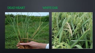 Organic pest management in rice | PPTX
