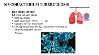 MYCOBACTERIUM TUBERCULOSIS
1. Đặc điểm sinh học
1.1 Hình thể kích thước
• Hình que mảnh
• Kích thước (0,3 – 0,6)x(1 – 4) µm
• Dạng hạt hay sợi phân nhánh
• Sắp xếp không theo trật tự, không sinh vỏ, không có
lông và không sinh nha bào
• Nhuộm:
 