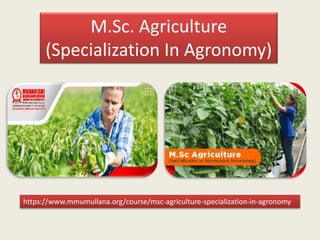 M.Sc. Agriculture
(Specialization In Agronomy)
https://www.mmumullana.org/course/msc-agriculture-specialization-in-agronomy
 