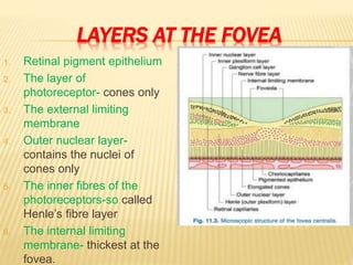 LAYERS AT THE FOVEA
1. Retinal pigment epithelium
2. The layer of
photoreceptor- cones only
3. The external limiting
membrane
4. Outer nuclear layer-
contains the nuclei of
cones only
5. The inner fibres of the
photoreceptors-so called
Henle’s fibre layer
6. The internal limiting
membrane- thickest at the
fovea.
 