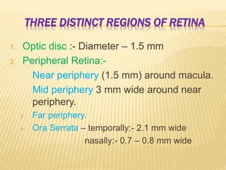 THREE DISTINCT REGIONS OF RETINA
1. Optic disc :- Diameter – 1.5 mm
2. Peripheral Retina:-
Near periphery (1.5 mm) around macula.
Mid periphery 3 mm wide around near
periphery.
 Far periphery.
 Ora Serrata – temporally:- 2.1 mm wide
nasally:- 0.7 – 0.8 mm wide
 