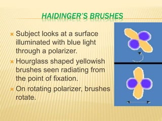 HAIDINGER’S BRUSHES
 Subject looks at a surface
illuminated with blue light
through a polarizer.
 Hourglass shaped yellowish
brushes seen radiating from
the point of fixation.
 On rotating polarizer, brushes
rotate.
 