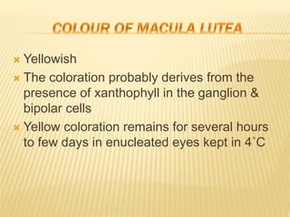  Yellowish
 The coloration probably derives from the
presence of xanthophyll in the ganglion &
bipolar cells
 Yellow coloration remains for several hours
to few days in enucleated eyes kept in 4˚C
 