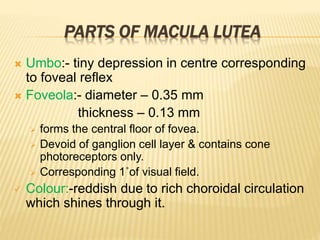 PARTS OF MACULA LUTEA
 Umbo:- tiny depression in centre corresponding
to foveal reflex
 Foveola:- diameter – 0.35 mm
thickness – 0.13 mm
 forms the central floor of fovea.
 Devoid of ganglion cell layer & contains cone
photoreceptors only.
 Corresponding 1˚of visual field.
 Colour:-reddish due to rich choroidal circulation
which shines through it.
 