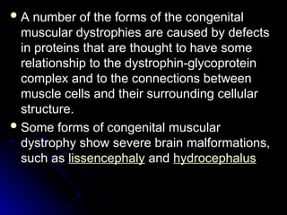  A number of the forms of the congenital
A number of the forms of the congenital
muscular dystrophies are caused by defects
muscular dystrophies are caused by defects
in proteins that are thought to have some
in proteins that are thought to have some
relationship to the dystrophin-glycoprotein
relationship to the dystrophin-glycoprotein
complex and to the connections between
complex and to the connections between
muscle cells and their surrounding cellular
muscle cells and their surrounding cellular
structure.
structure.
 Some forms of congenital muscular
Some forms of congenital muscular
dystrophy show severe brain malformations,
dystrophy show severe brain malformations,
such as
such as lissencephaly and
and hydrocephalus
 
