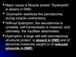  Major cause is Muscle protein “Dystrophin”
Major cause is Muscle protein “Dystrophin”
is absent in DMD.
is absent in DMD.
 Dystrophin stabilizes the sarcolemma
Dystrophin stabilizes the sarcolemma
during muscle contractions.
during muscle contractions.
 Without dystrophin, the sarcolemma is
Without dystrophin, the sarcolemma is
unstable, cell homeostasis is impaired, and,
unstable, cell homeostasis is impaired, and,
ultimately, the myofiber deteriorates.
ultimately, the myofiber deteriorates.
 Dystrophin, a large cell wall (sarcolemma)
Dystrophin, a large cell wall (sarcolemma)
structural protein, is
structural protein, is absent in DMD
absent in DMD and of
and of
abnormal molecular weight or of
abnormal molecular weight or of reduced
reduced
amounts in BMD.
amounts in BMD.
 