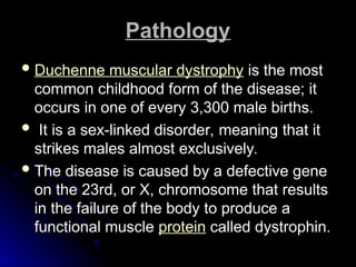 Pathology
Pathology
Duchenne muscular dystrophy is the most
is the most
common childhood form of the disease; it
common childhood form of the disease; it
occurs in one of every 3,300 male births.
occurs in one of every 3,300 male births.
 It is a sex-linked disorder, meaning that it
It is a sex-linked disorder, meaning that it
strikes males almost exclusively.
strikes males almost exclusively.
 The disease is caused by a defective gene
The disease is caused by a defective gene
on the 23rd, or X, chromosome that results
on the 23rd, or X, chromosome that results
in the failure of the body to produce a
in the failure of the body to produce a
functional muscle
functional muscle protein called dystrophin.
called dystrophin.
 