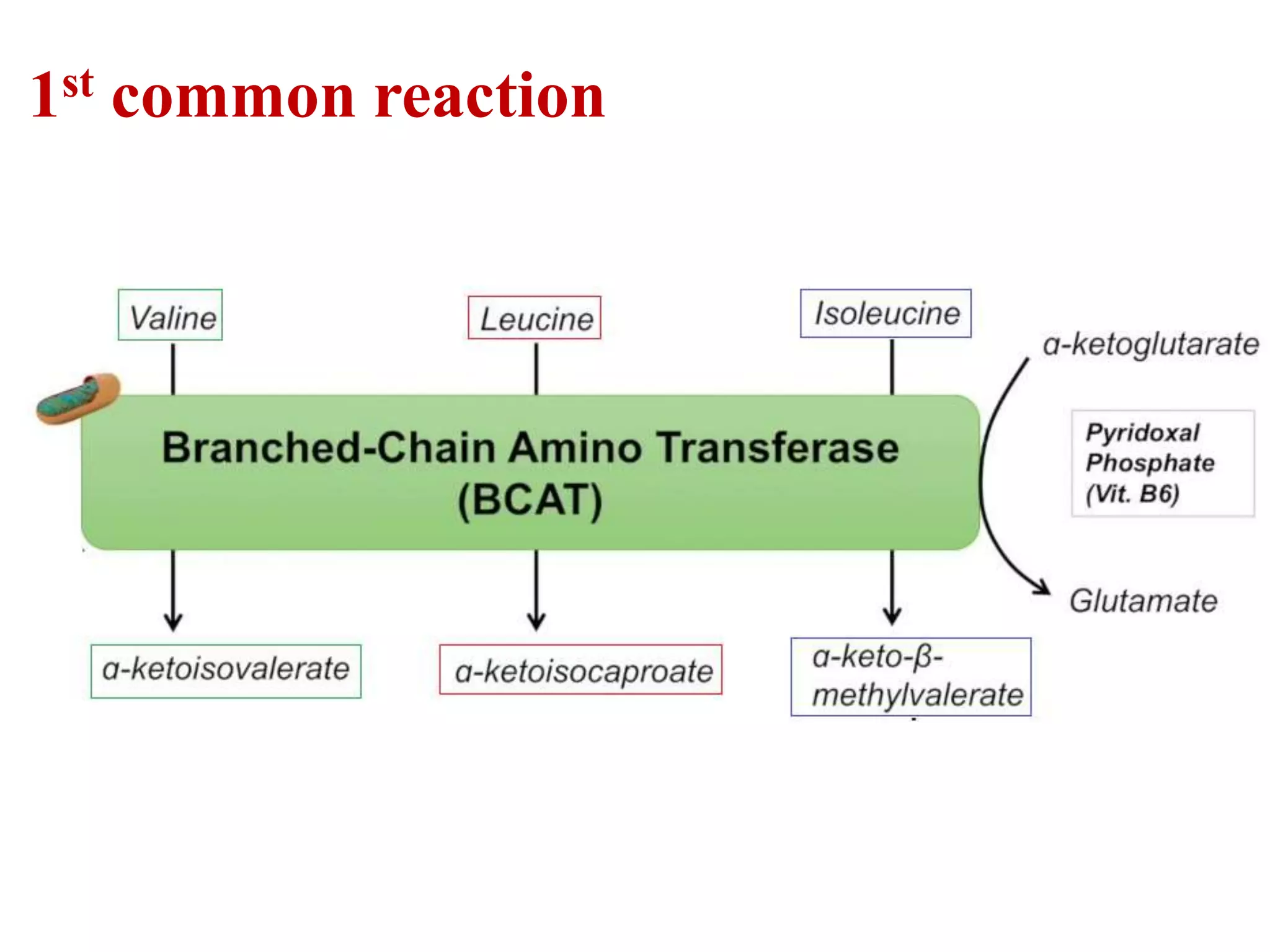 AAM5 Branched chain & OH group containing amino acids