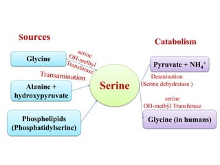 Chain Oh AAM-5 Branched chain & OH group containing amino acids | PPT