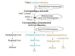 Chain Oh AAM-5 Branched chain & OH group containing amino acids | PPT