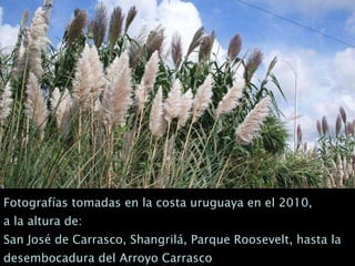 Fotografías tomadas en la costa uruguaya en el 2010,  a la altura de: San José de Carrasco, Shangrilá, Parque Roosevelt, hasta la desembocadura del Arroyo Carrasco 