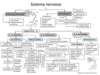 Sistema nervioso sensitivas NEURONAS interneuronas CELULAS GLIALES constituida por  Motoras Función: ,[object Object]