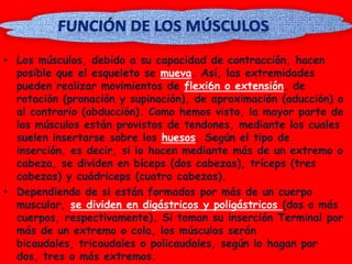 • Los músculos, debido a su capacidad de contracción, hacen
  posible que el esqueleto se mueva. Así, las extremidades
  pueden realizar movimientos de flexi6n o extensión, de
  rotación (pronación y supinación), de aproximación (aducción) o
  al contrario (abducción). Como hemos visto, la mayor parte de
  los músculos están provistos de tendones, mediante los cuales
  suelen insertarse sobre los huesos. Según el tipo de
  inserción, es decir, si lo hacen mediante más de un extremo o
  cabeza, se dividen en bíceps (dos cabezas), tríceps (tres
  cabezas) y cuádriceps (cuatro cabezas).
• Dependiendo de si están formados por más de un cuerpo
  muscular, se dividen en digástricos y poligástricos (dos o más
  cuerpos, respectivamente). Si toman su inserción Terminal por
  más de un extremo o cola, los músculos serán
  bicaudales, tricaudales o policaudales, según lo hagan por
  dos, tres o más extremos.
 