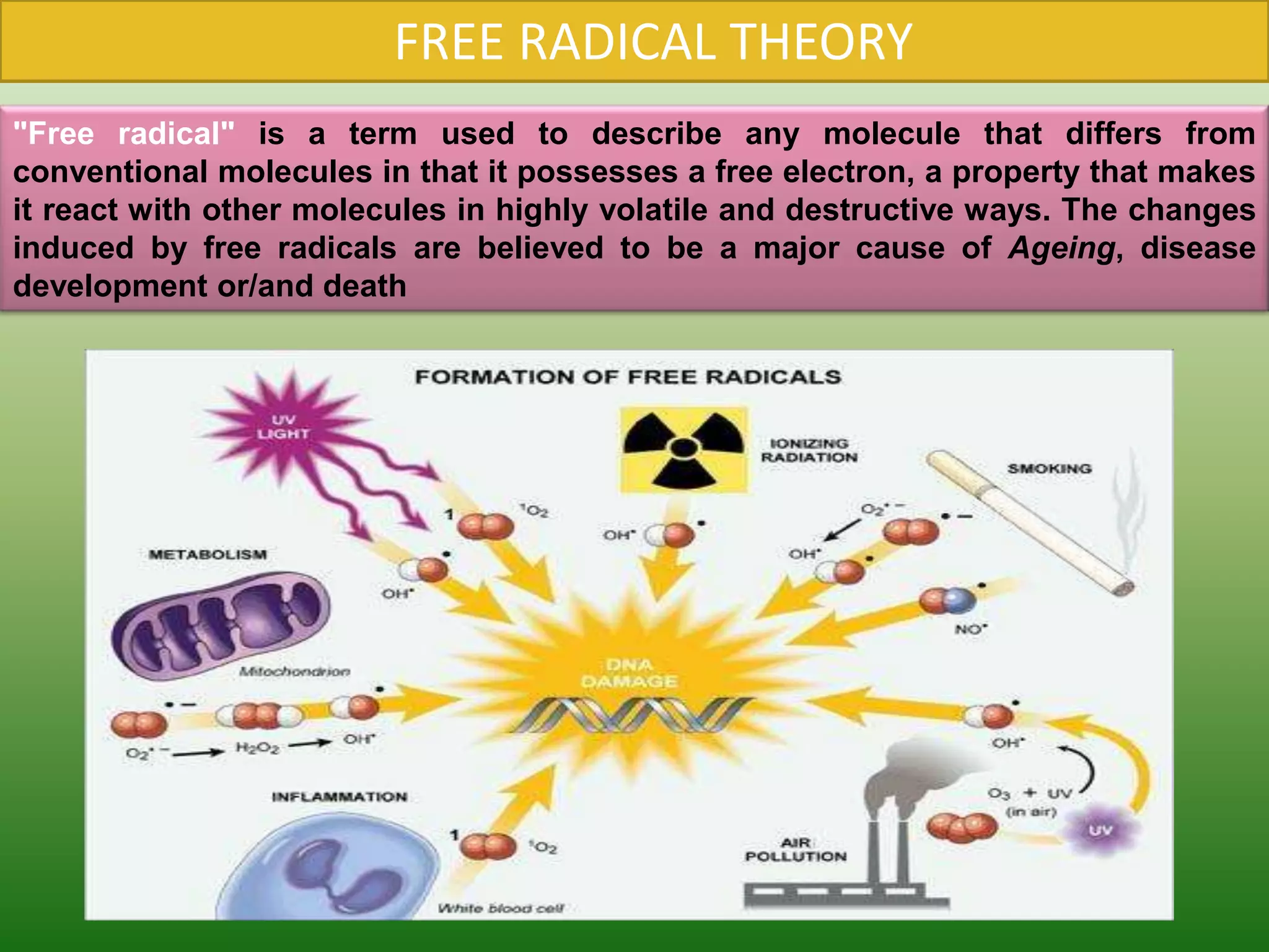 FREE RADICAL THEORY
"Free radical" is a term used to describe any molecule that differs from
conventional molecules in that it possesses a free electron, a property that makes
it react with other molecules in highly volatile and destructive ways. The changes
induced by free radicals are believed to be a major cause of Ageing, disease
development or/and death
 