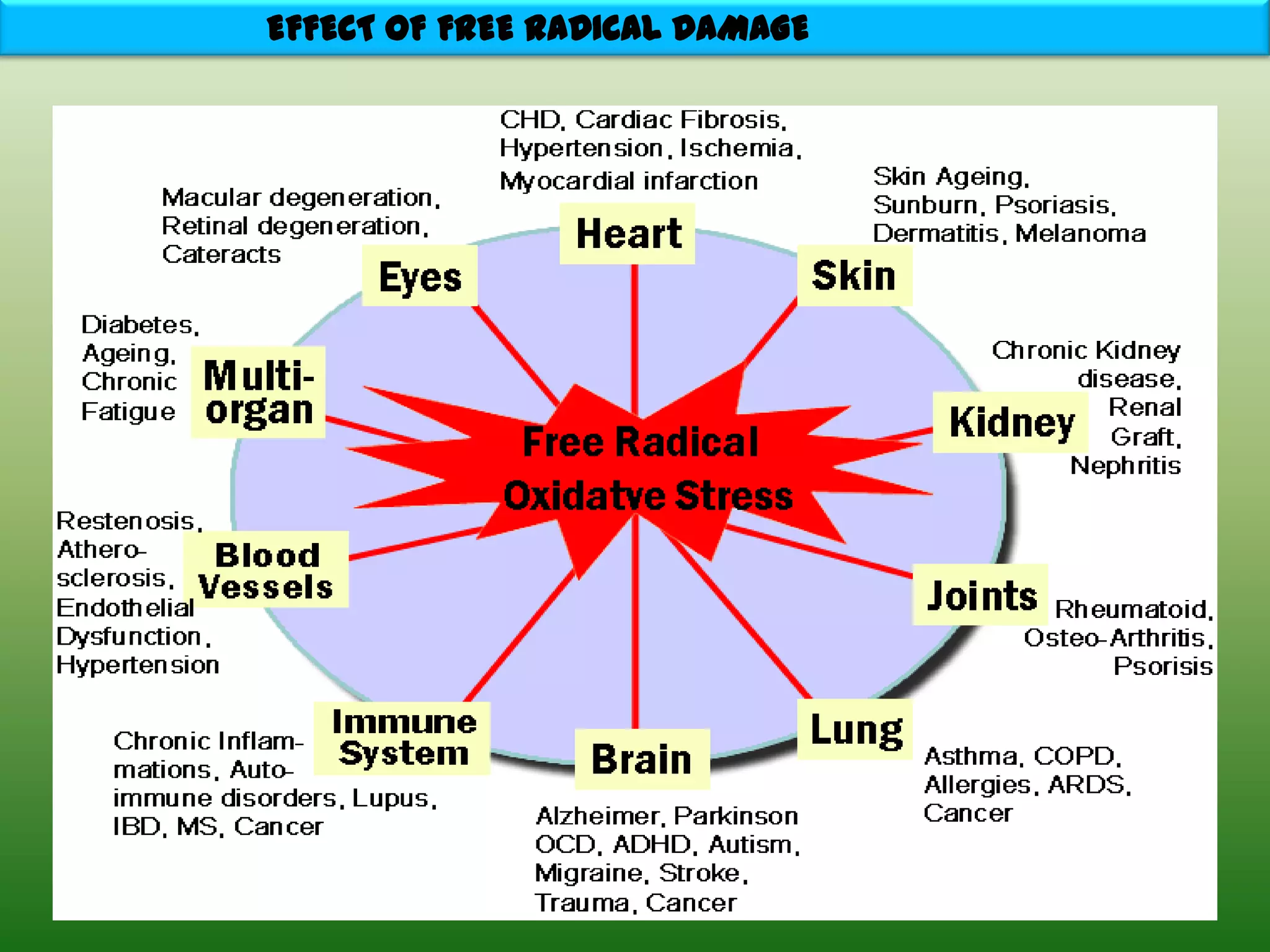 EFFECT OF FREE RADICAL DAMAGE
 