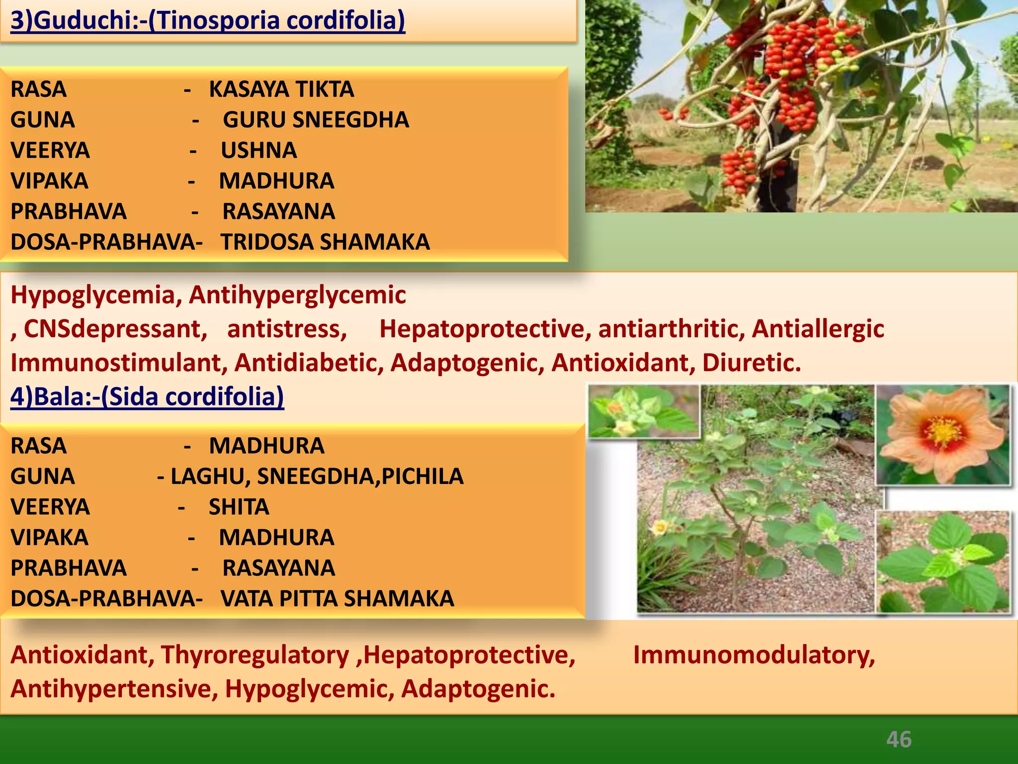 3)Guduchi:-(Tinosporia cordifolia)

RASA        - KASAYA TIKTA
GUNA          - GURU SNEEGDHA
VEERYA       - USHNA
VIPAKA       - MADHURA
PRABHAVA     - RASAYANA
DOSA-PRABHAVA- TRIDOSA SHAMAKA

Hypoglycemia, Antihyperglycemic
, CNSdepressant, antistress, Hepatoprotective, antiarthritic, Antiallergic
Immunostimulant, Antidiabetic, Adaptogenic, Antioxidant, Diuretic.
4)Bala:-(Sida cordifolia)
RASA          - MADHURA
GUNA      - LAGHU, SNEEGDHA,PICHILA
VEERYA       - SHITA
VIPAKA         - MADHURA
PRABHAVA       - RASAYANA
DOSA-PRABHAVA- VATA PITTA SHAMAKA

Antioxidant, Thyroregulatory ,Hepatoprotective,     Immunomodulatory,
Antihypertensive, Hypoglycemic, Adaptogenic.
                                                                             46
 