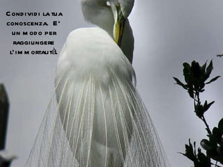 Condividi la tua conoscenza.  E’ un modo per raggiungere l’immortalità. 