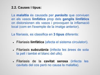 2.2. Causes i tipus:

La malaltia és causada per paràsits que conviuen
en els vasos limfàtics prop dels ganglis limfàtics
on distorsionen els vasos i provoquen la inflamació
local (com en l'exemple de la imatge anterior).

La filariasis, es classifica en 3 tipus diferents:

●   Filariasis limfàtica (afecta el sistema circulatori).

●   Filariasis subcutània (infecta les àrees de sota
    la pell i també el blanc del ulls).

●   Filariasis de la cavitat serosa (infecta les
    cavitats del cos però no causa la malaltia).
 