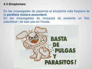 4.3.Simptomes:

En les mossegades de paparres el simptoma més freqüent és
la paràlisis motora ascendent.
En les mossegades de mosques es presenta un físic
esterilitzat i de baix pes en l'hoste.
 